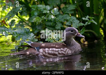 MANDARIN DUCK (Aix galericulata) foraging amongst river vegetation, UK. Stock Photo