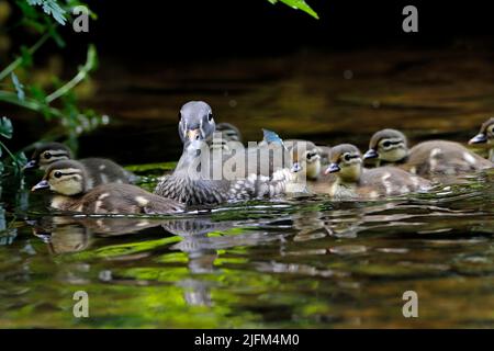 MANDARIN DUCK (Aix galericulata) female with ducklings, UK. Stock Photo