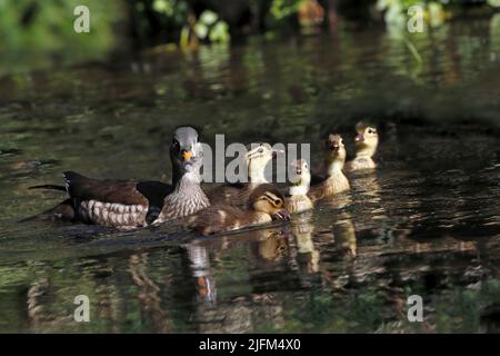 MANDARIN DUCK (Aix galericulata) female with ducklings, UK. Stock Photo