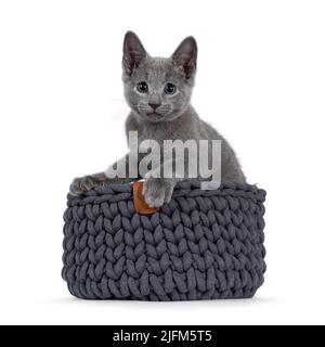 Adorable Russian Blue cat kitten, sitting in gray knitted basket. Looking at camera with fantastic green eyes. Isolated on a white background. Stock Photo