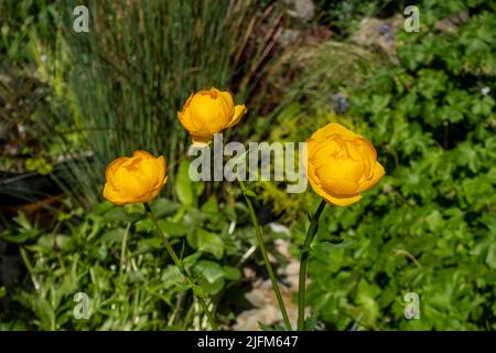 Close up of globeflower Trollius 'Orange globe' plant flowers flowering orange yellow flower growing in the garden in spring England UK Britain Stock Photo