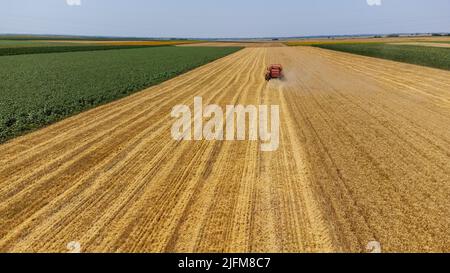 Aerial view of the field on which the harvester harvests wheat, oats, corn, cereals, barley. Top view. View from above Stock Photo