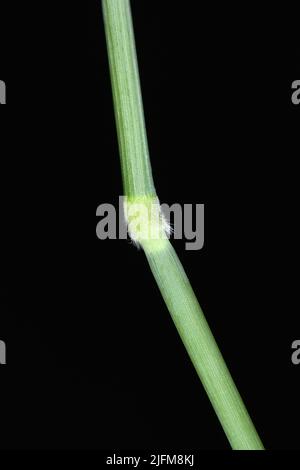 Creeping Soft-grass - Holcus mollis Stock Photo