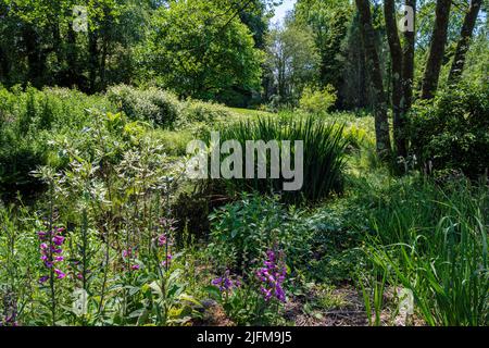 The wild garden at Cae Hir Gardens, Cribyn, near Lampeter, Ceredigion, Wales Stock Photo
