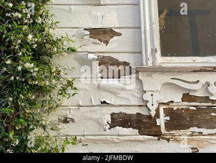Old stripped white wooden exterior wall covered with ivy, old window detail, grunge, vintage, peeled off, damaged, white wall surface texture. Stock Photo