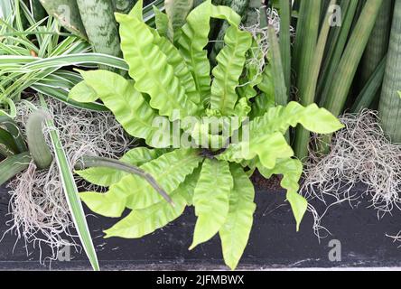 A green Hart's-tongue fern plant for home or office decoration. Stock Photo
