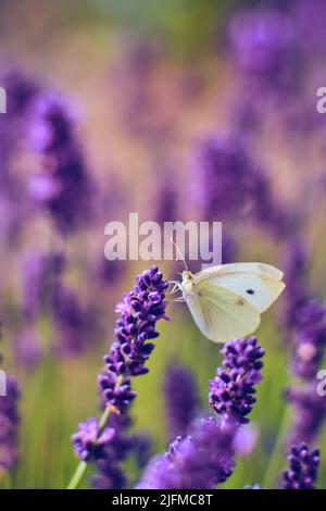 Pieris Butterfly sitting on Lavender Flower. High quality photo Stock Photo