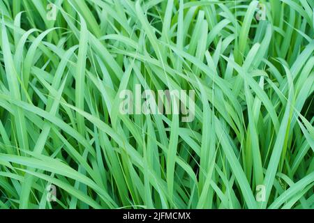 Long green grass background. Tall grass under the wind in a summer field. . High quality photo Stock Photo