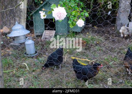 Black chickens and small hen house on rural smallholding with New Dawn rose growing on fence garden Carmarthenshire Wales UK Britain  KATHY DEWITT Stock Photo