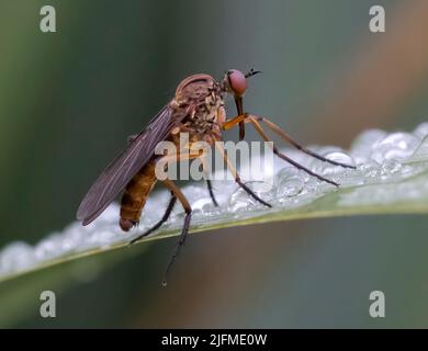 Robber Fly, (Machimus cingulatus), on a dew covered leaf Stock Photo