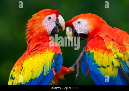 Two Scarlet Macaw (Ara macao) preening together, Costa Rica. Stock Photo