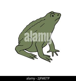 Vector hand drawn doodle sketch colored frog isolated on white background Stock Vector