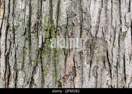 Tree bark - background Stock Photo