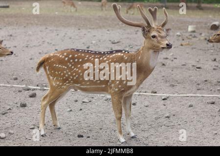 Chital or cheetal deer (Axis axis), also known as spotted deer or axis deer in the Prambanan Temple Park in Indonesia. Stock Photo