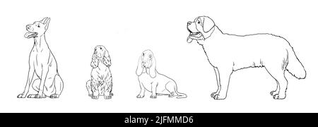 Dog breeds for coloring. Isolated drawings of Dobermann Pinscher, Saint Bernard, Basset Hound and Cocker Spaniel. Stock Photo