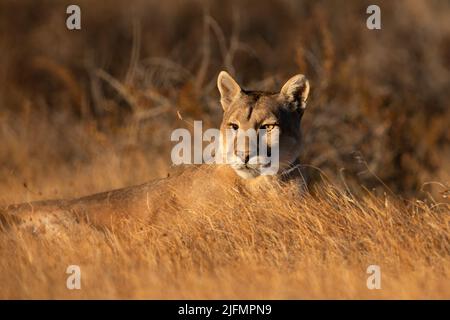A wild female Puma (Puma concolor) from Chilean Patagonia, near Torres del Paine N.P. Stock Photo