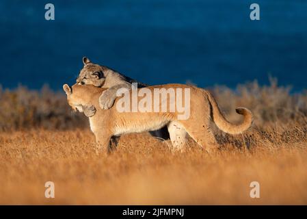A Puma cub playing with its mother near Torres del Paine N.P., South Chile Stock Photo