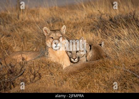 A female Puma with its cubs near Torres del Paine N.P., South Chile Stock Photo