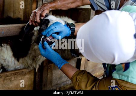 (220704) -- BANDUNG, July 4, 2022 (Xinhua) -- A health worker checks mouth condition of a goat as a measure to cope with the re-emergence of the foot-and-mouth disease (FMD), which spreads among livestock, in Bandung, West Java, Indonesia, July 4, 2022. (Photo by Septianjar/Xinhua) Stock Photo