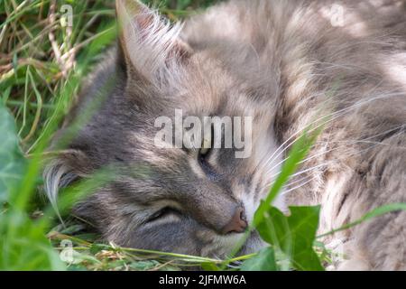 Lazy cat lying on the ground Stock Photo