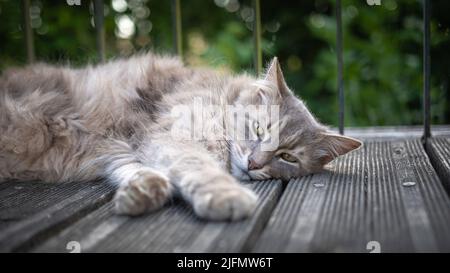 Lazy cat lying on the ground Stock Photo