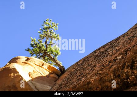 Looking up at a small Utah Juniper, Juniperus Osteosperma, growing on the edge of a sandstone cliff, against a bright blue sky, in Arches Stock Photo