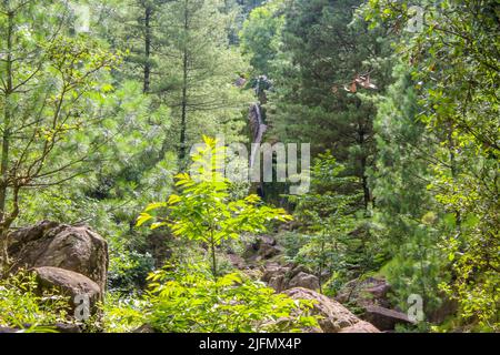 A scenic view of a forest in Azad Kashmir, Pakistan Stock Photo