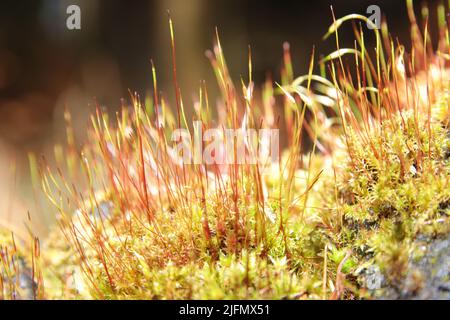 A closeup shot of moss and grass on blurry background Stock Photo