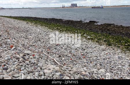 Hartlepool Nuclear Power Station and decommisioned oil rigs at Seaton Port as viewed from South Gare,Redcar,England,UK.Driftwood in foreground Stock Photo