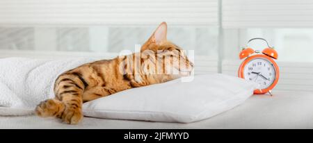 A beautiful red cat is resting on a pillow. Sleeping Bengal cat. Stock Photo