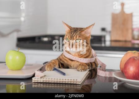 Domestic cat, green apple and scales for measuring weight with food. Healthy food. Stock Photo