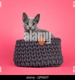 Cute curious Russian Blue cat kitten, sitting in gray knitted basket. Looking towards camera. Isolated on watermelon pink background. Stock Photo