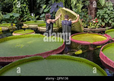 Horticulturist Carlos Magdalena with freelance Kew botanical artist Lucy Smith amongst Giant waterlily 'genus Victoria' ,Kew Gardens, Surrey, UK Stock Photo