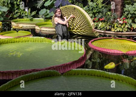 Horticulturist Carlos Magdalena with freelance Kew botanical artist Lucy Smith amongst Giant waterlily 'genus Victoria' ,Kew Gardens, Surrey, UK Stock Photo