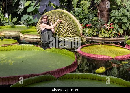 Horticulturist Carlos Magdalena with freelance Kew botanical artist Lucy Smith amongst Giant waterlily 'genus Victoria' ,Kew Gardens, Surrey, UK Stock Photo