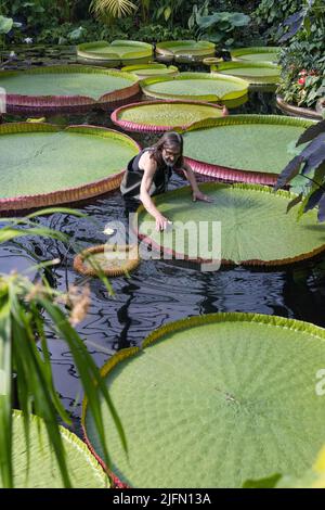 Horticulturist Carlos Magdalena with freelance Kew botanical artist Lucy Smith amongst Giant waterlily 'genus Victoria' ,Kew Gardens, Surrey, UK Stock Photo