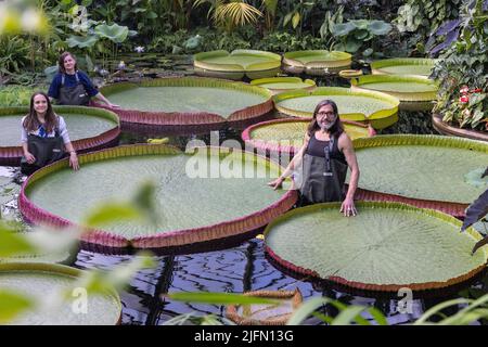 Horticulturist Carlos Magdalena with freelance Kew botanical artist Lucy Smith amongst Giant waterlily 'genus Victoria' ,Kew Gardens, Surrey, UK Stock Photo