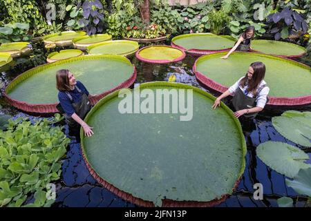 Horticulturist Carlos Magdalena with freelance Kew botanical artist Lucy Smith amongst Giant waterlily 'genus Victoria' ,Kew Gardens, Surrey, UK Stock Photo