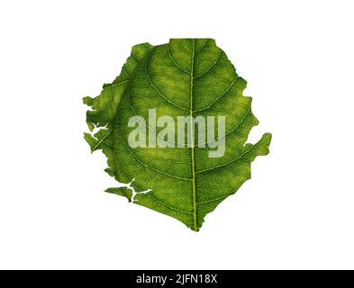 Sierra Leone map made of green leaves on soil background ecology ...