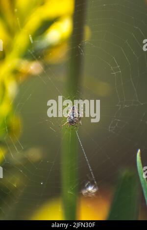A vertical closeup shot of a spider in the cobweb Stock Photo