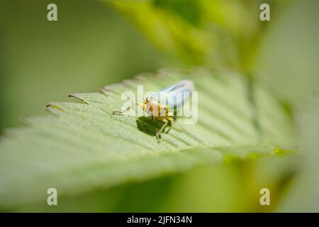 Macro of a colorful small cicada from a northern portuguese meadow Stock Photo