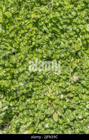 Brooklime / Veronica beccabunga leaves growing in flooded roadside drainage ditch. Foraged & survival food containing Vitamin C. Once used in cures. Stock Photo