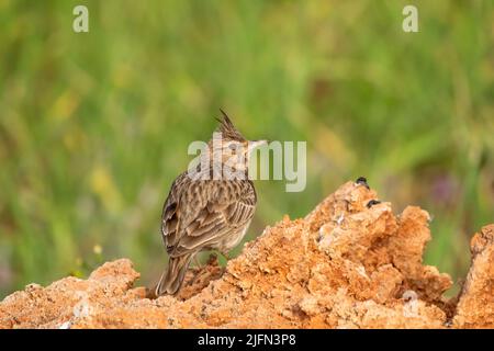 Male Crested Lark in the bush. copy space. Stock Photo