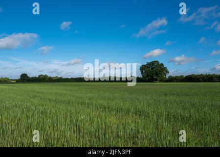 A sea of green barley growing in the farmer's field with a deep blue sky and a few clouds Stock Photo