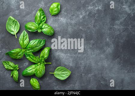 Fresh, green leaves of fragrant basil on a dark background. Stock Photo