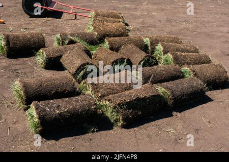 Installing new grass turfs from a roll - Garden building theme Stock Photo