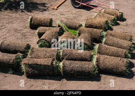 Installing new grass turfs from a roll - Garden building theme Stock Photo