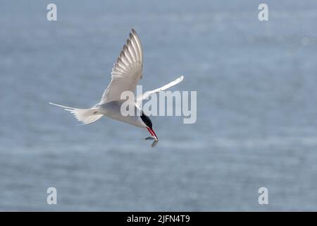 Flying arctic tern (Sterna paradisaea) with a fish in its beak over the blue sea, the elegant migration bird has the longest route from Arctic to Anta Stock Photo