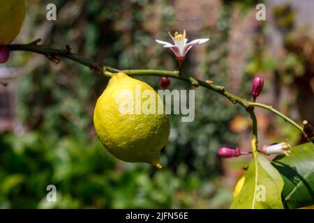 Fresh lemon fruit and flower growing on a lemon tree. Species Lemon 4 seasons. Stock Photo