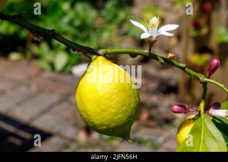 Fresh lemon fruit and flower growing on a lemon tree. Species Lemon 4 seasons. Stock Photo